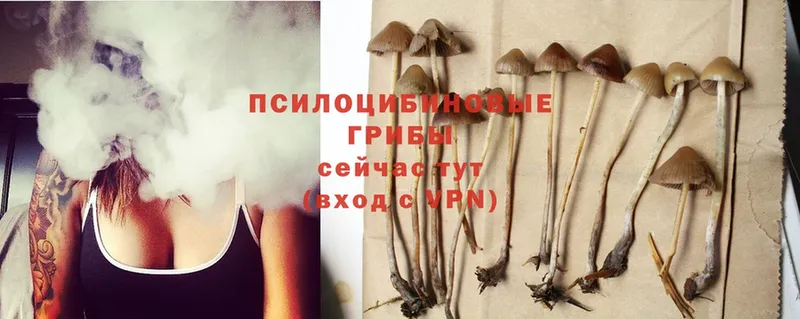 Галлюциногенные грибы Psilocybe  Дятьково 